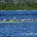 flamingo_pink_wc_h_0115_tci0115.jpg